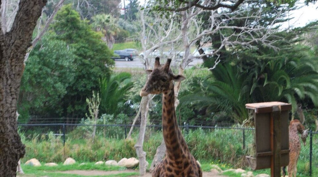 Meet Mike the Giraffe . 04/2012