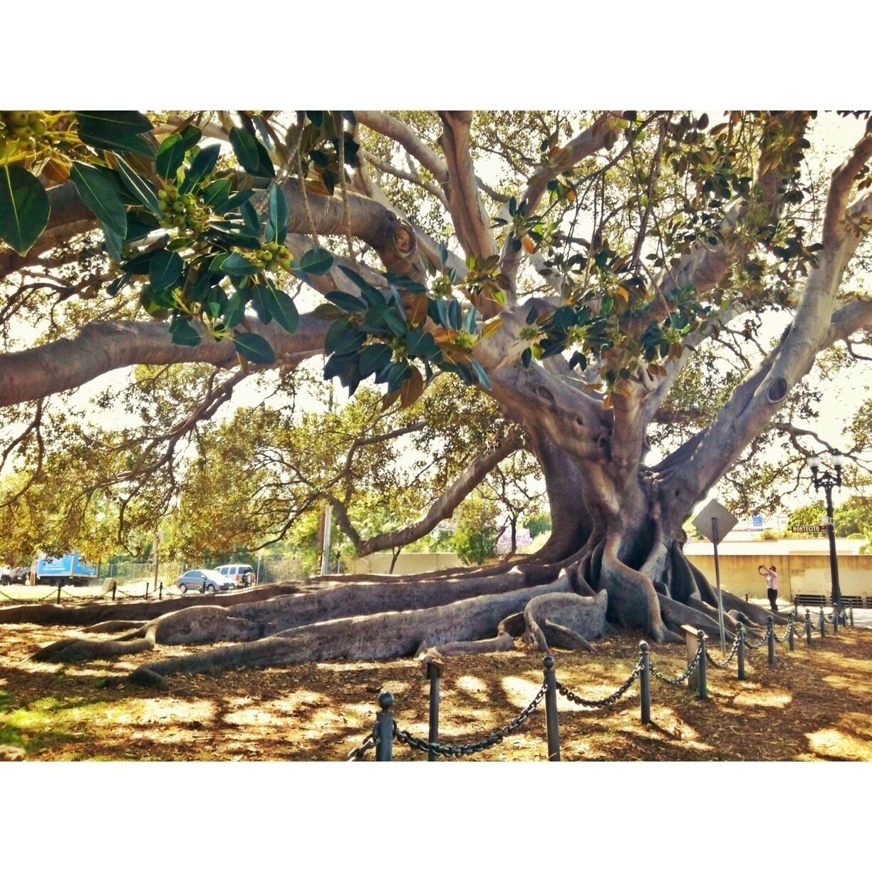 Giant fig tree by the train station in Santa Barbara. 