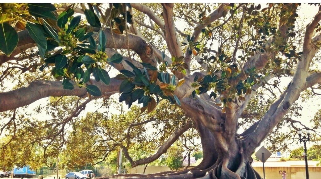 Giant fig tree by the train station in Santa Barbara.