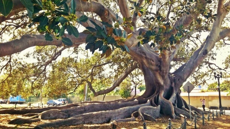 Giant fig tree by the train station in Santa Barbara.