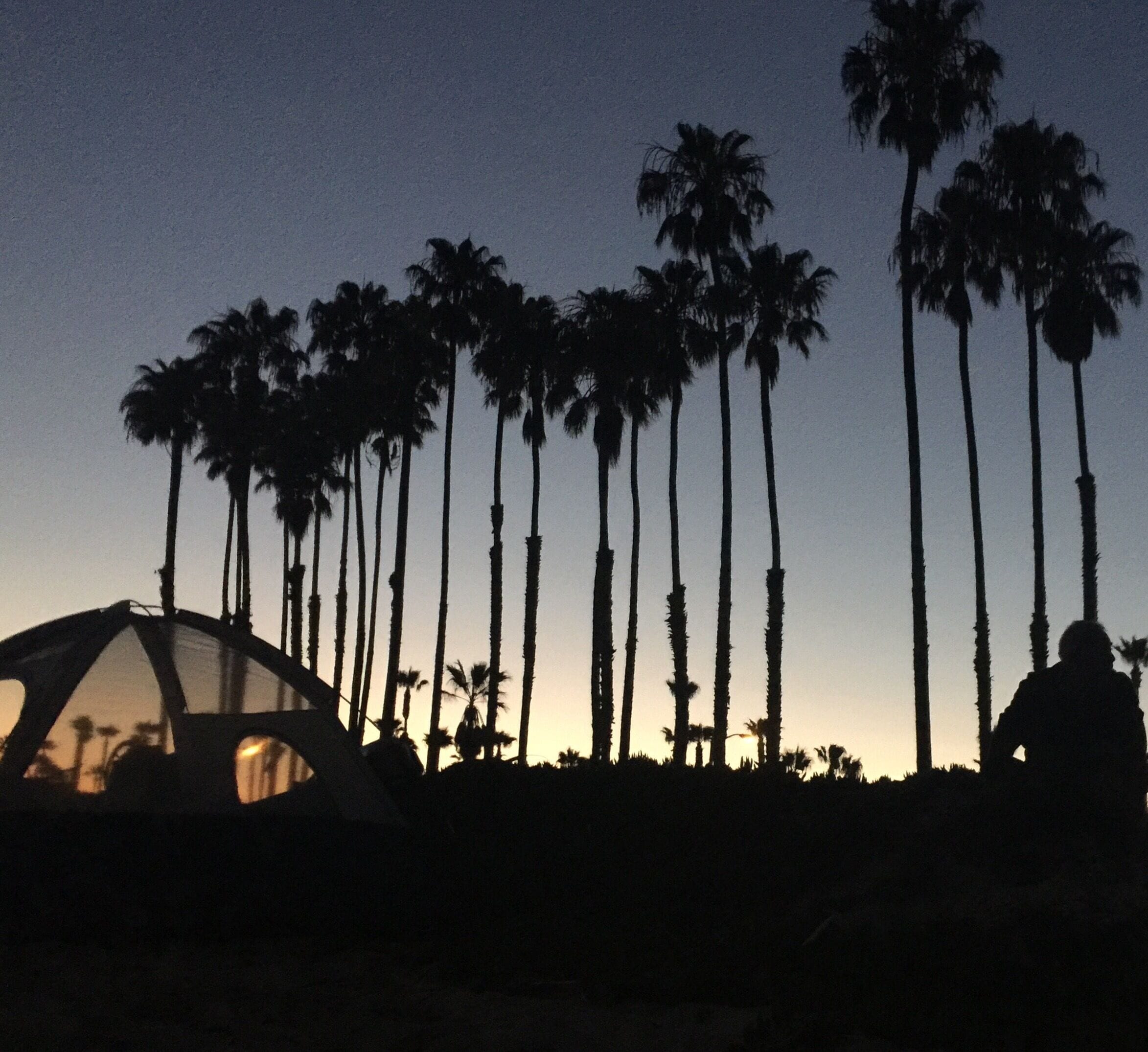 The falling sun created a beautiful glow behind these palm trees