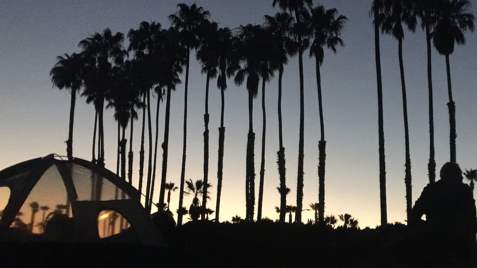 The falling sun created a beautiful glow behind these palm trees