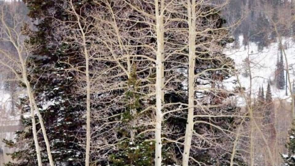 A little snowshoeing adventure leads to a big reward. No matter where you stand, you'll be surrounded by beauty and #snow.
#snowphoto
#nature #howiholiday #snowshoeing #mountains #landscape
#troveron