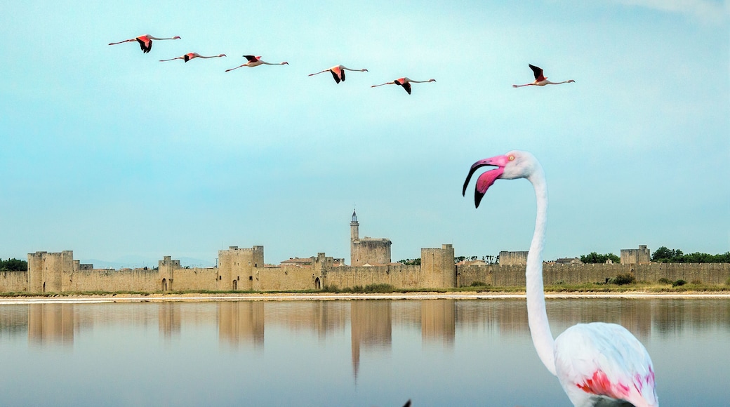 ايجيه مورتيه