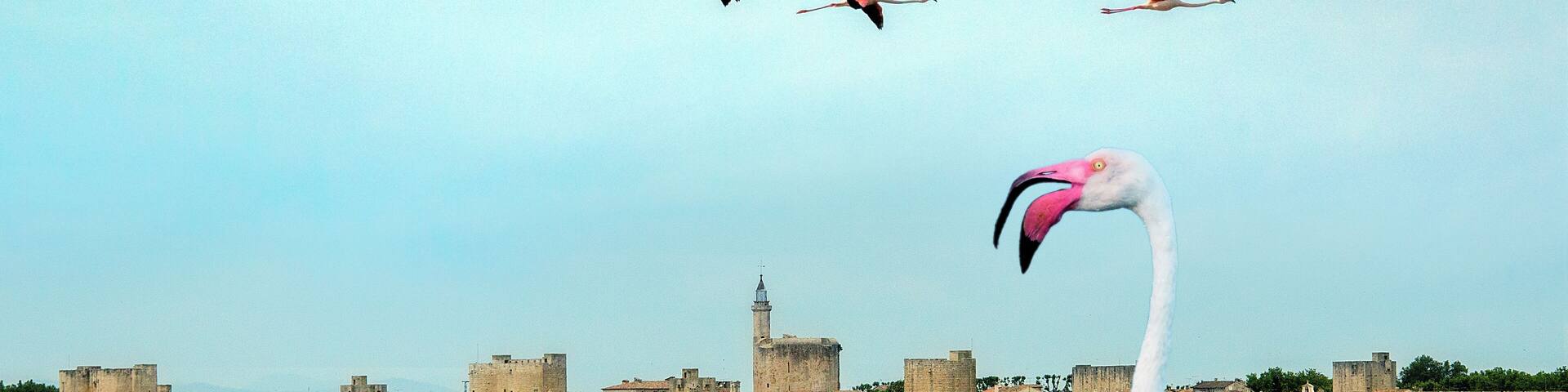 Overlooking a salt lake with the walls of the medieval town of Aigues Mortes in the distance. The name Aigues-Mortes means "dead-waters" a reference to the semi-stagnant salt water marshes which surro