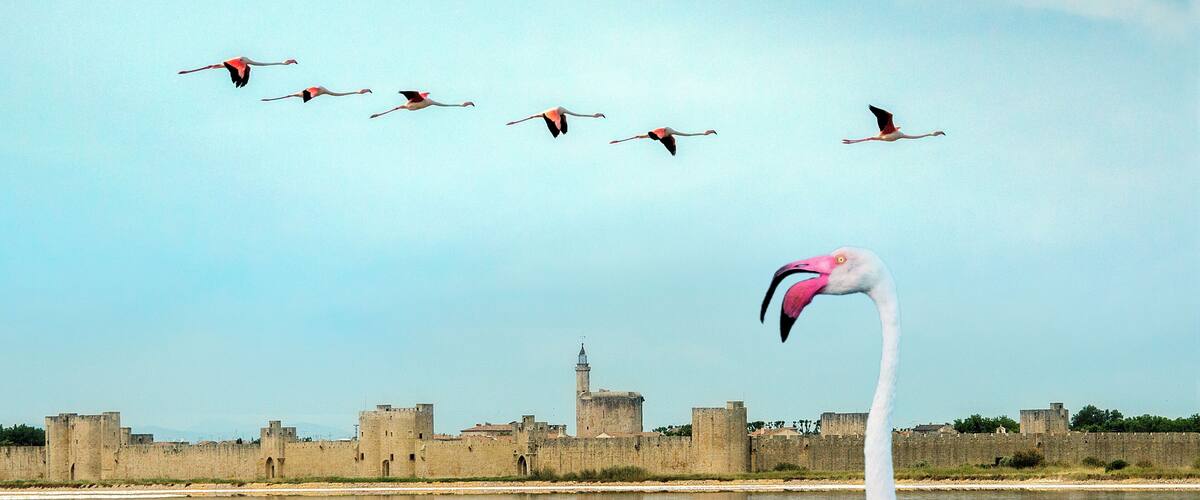 A flamingo in a body of water with a historic castle in the background.