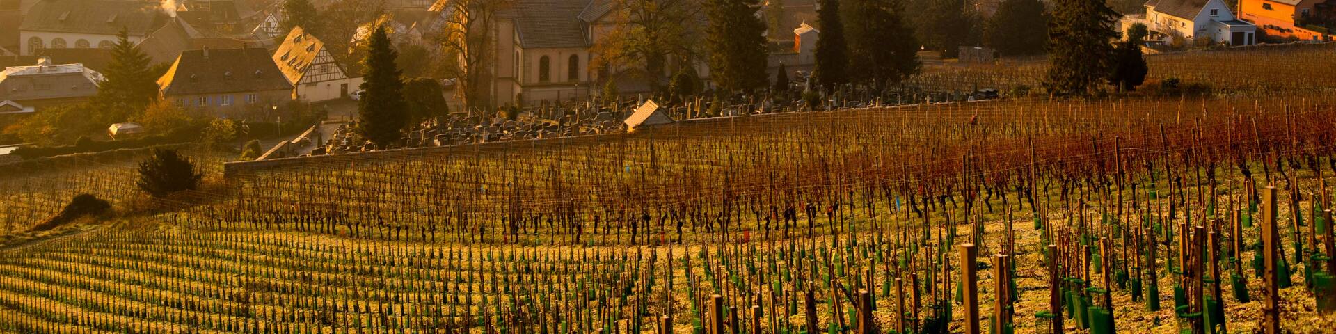 Winterlicher Sonnenaufgang oberhalb von Barr im Elsass