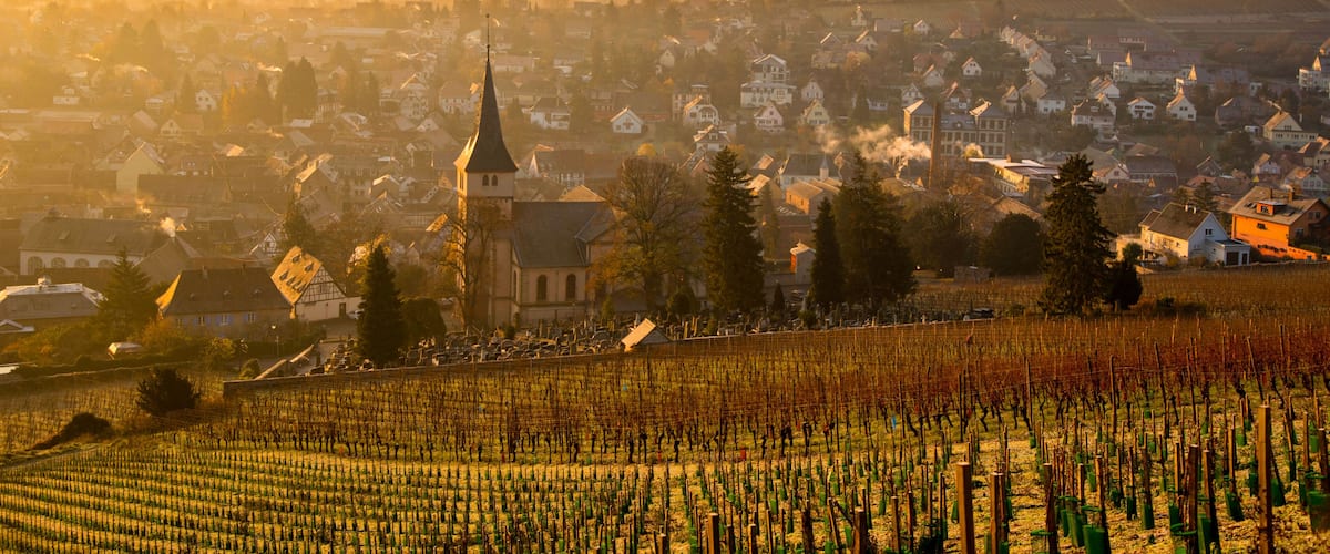 A vineyard with rows of grapevines, a church with a tall spire, and a town with houses and buildings in the background.