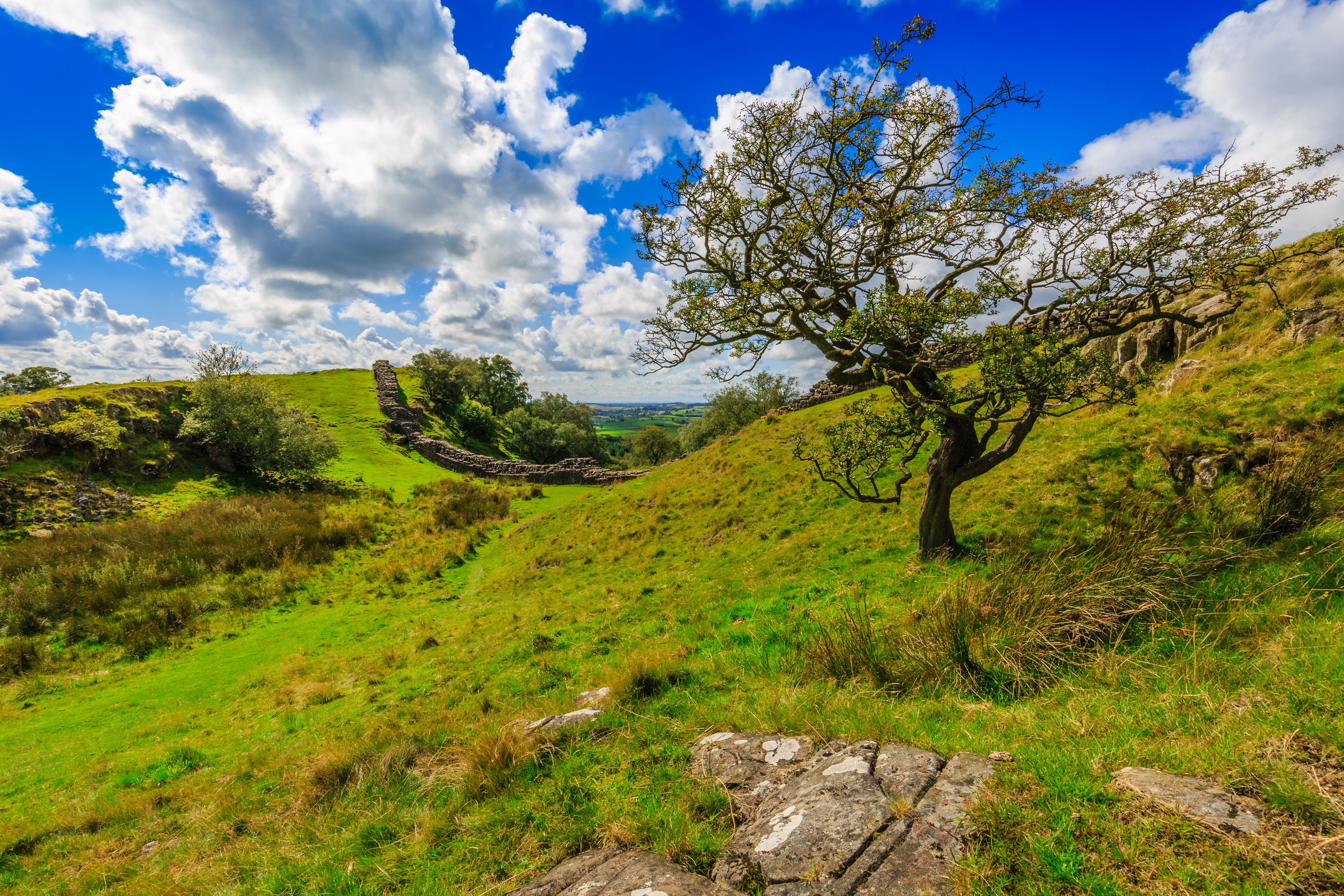 Una ladera verde y exuberante con un árbol grande, un muro de piedra y un cielo azul despejado con nubes.