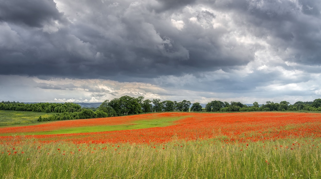 Un campo de amapolas rojas bajo un cielo nublado.