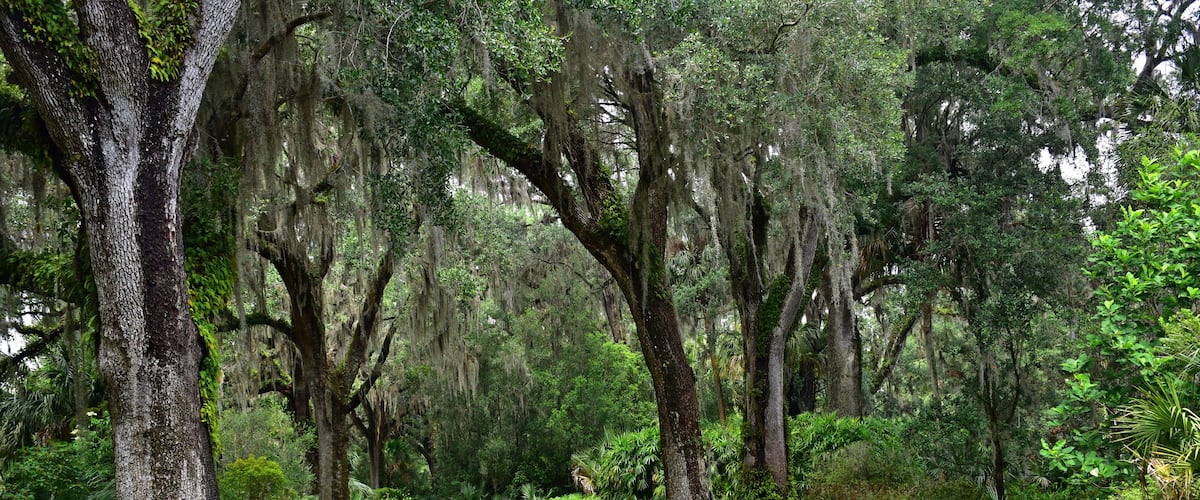 US, Florida, lake wales, singing tower, Edward bok, editor, author, ladies home journal, tower, soaring, elegant, carillon. Neo-gothic, stone sculpture, sundial, zodiac signs, reflecting pool, Olmsted