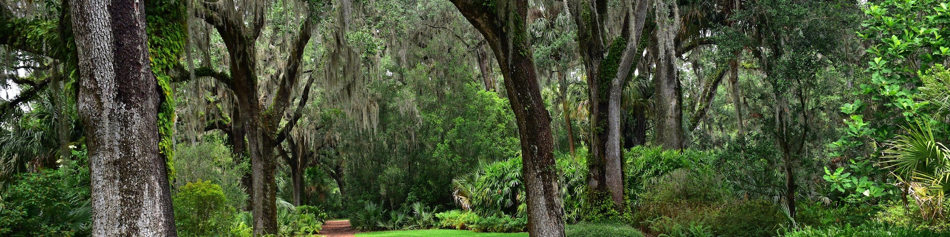 A forested path with moss-covered trees and a well-maintained lawn.