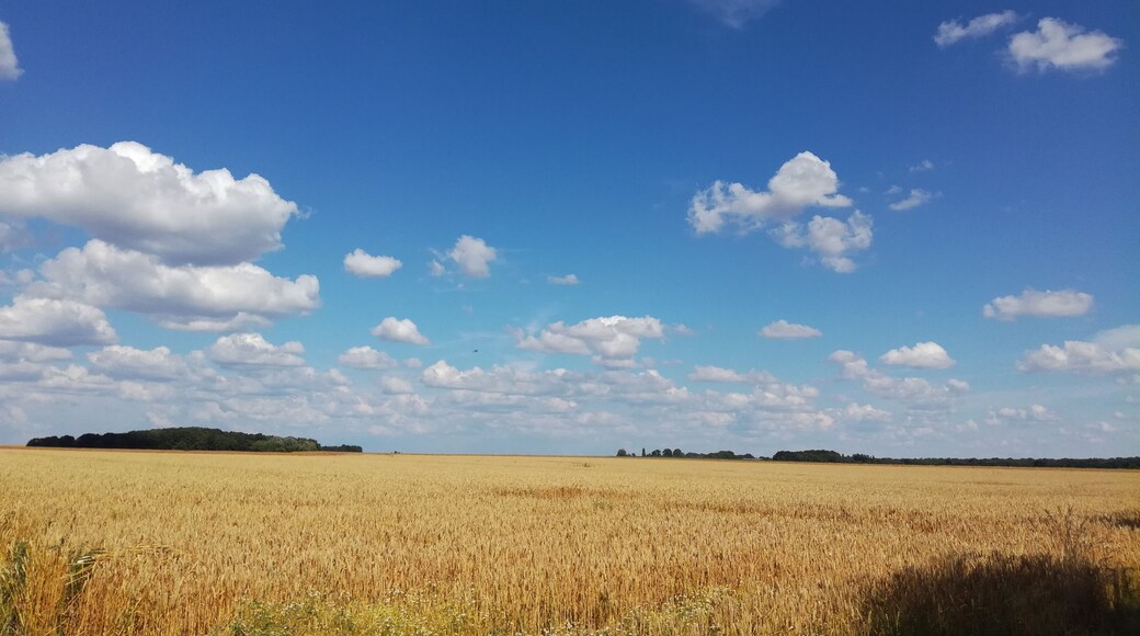 Champ de blé prêt à être moissonné dans le nord de Bréval en juillet 2018