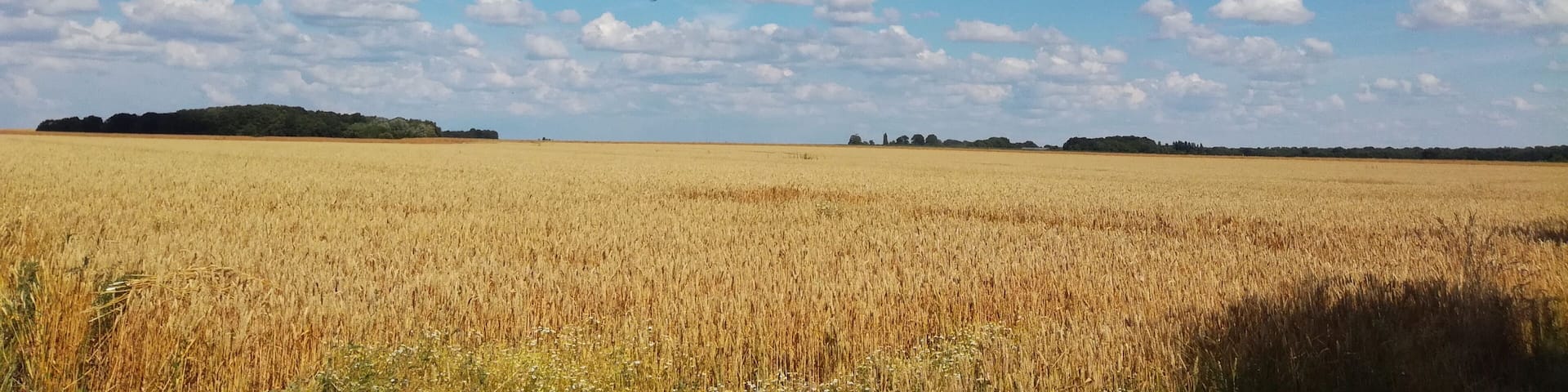 Champ de blé prêt à être moissonné dans le nord de Bréval en juillet 2018