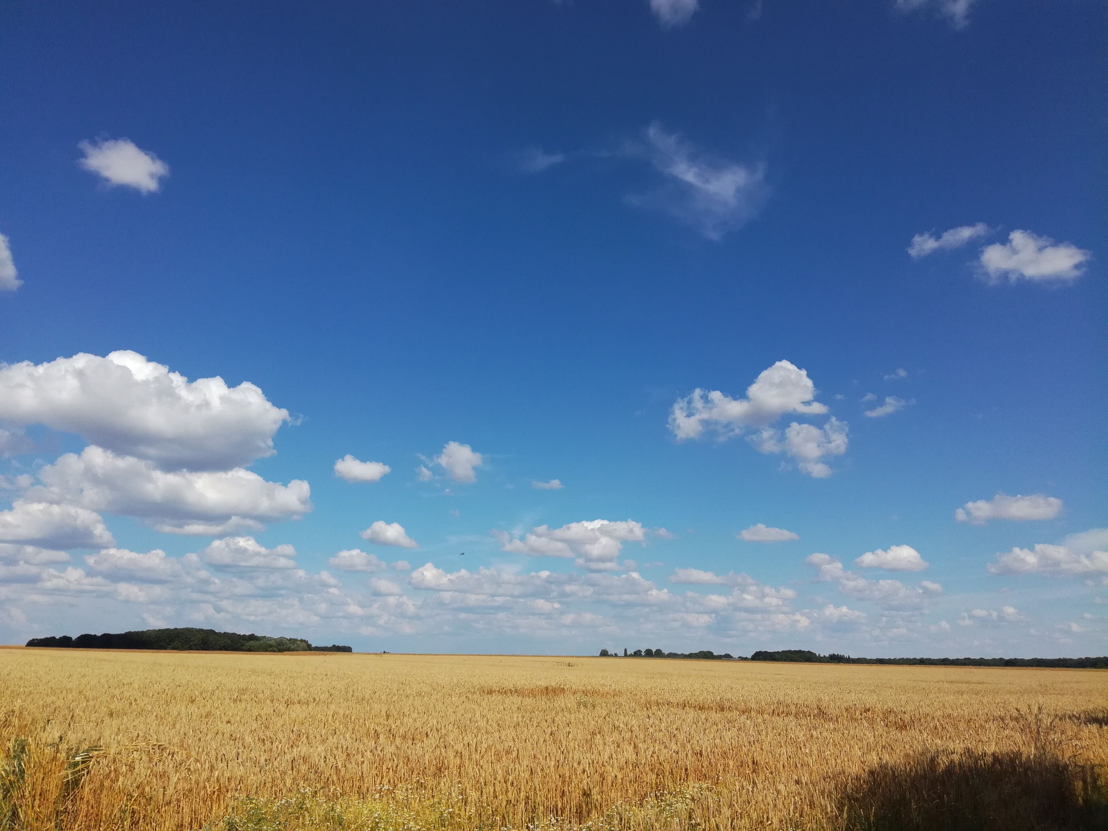 A golden wheat field under a clear blue sky with scattered clouds.