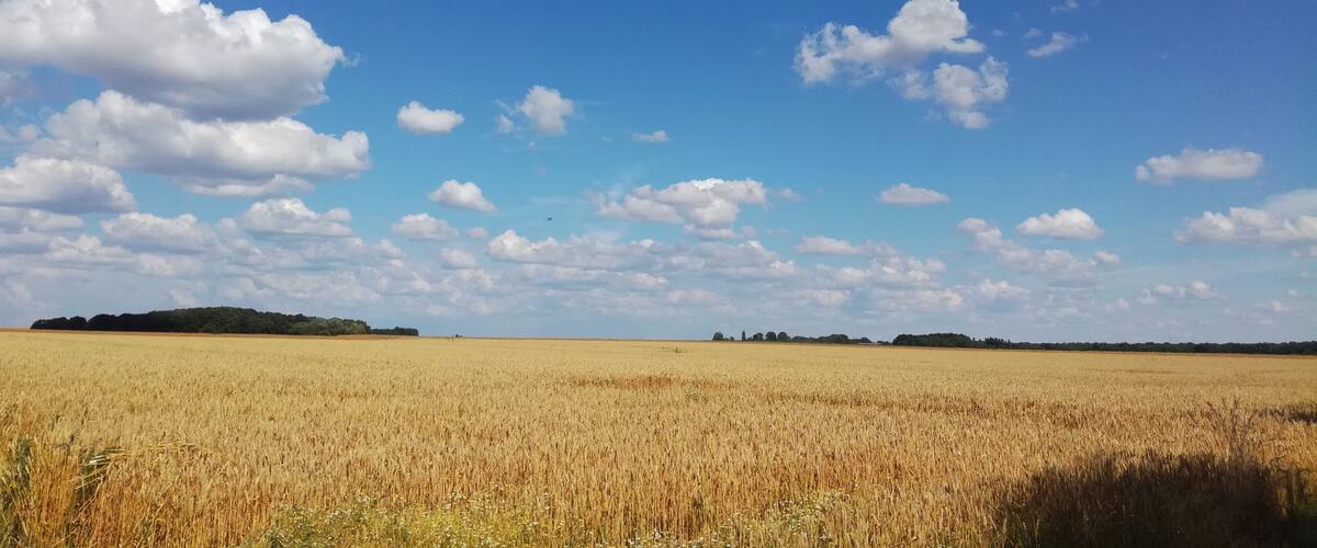 A golden wheat field under a clear blue sky with scattered clouds.