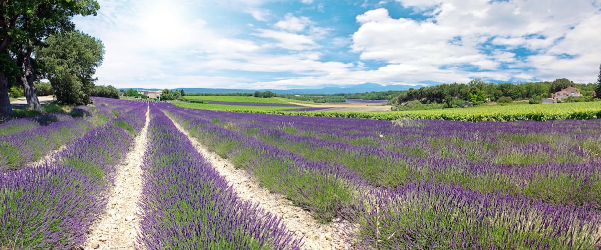 A lavender field with a dirt path, green fields, trees, and houses in the background.