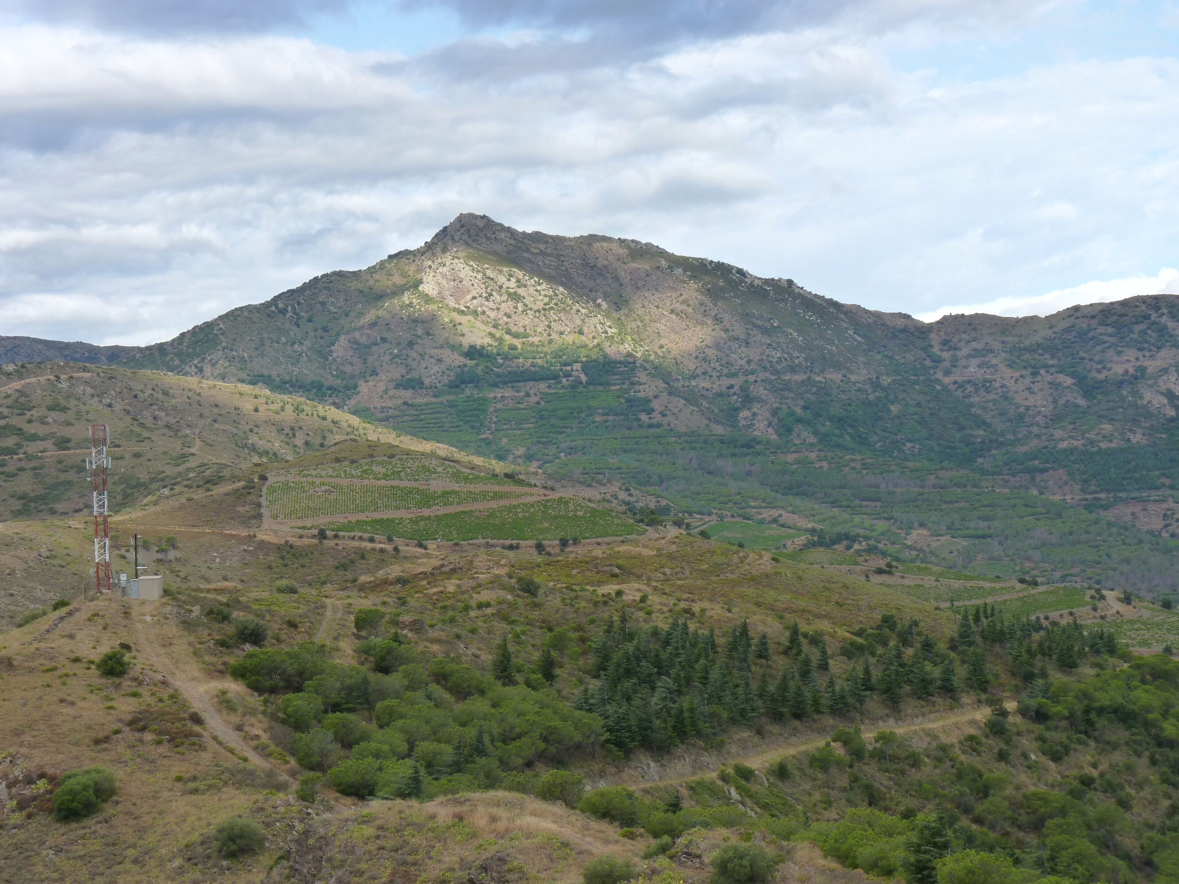 Serrat del Fitó, Cerbère (Pyrénées-Orientales, Languedoc-Roussillon, France)