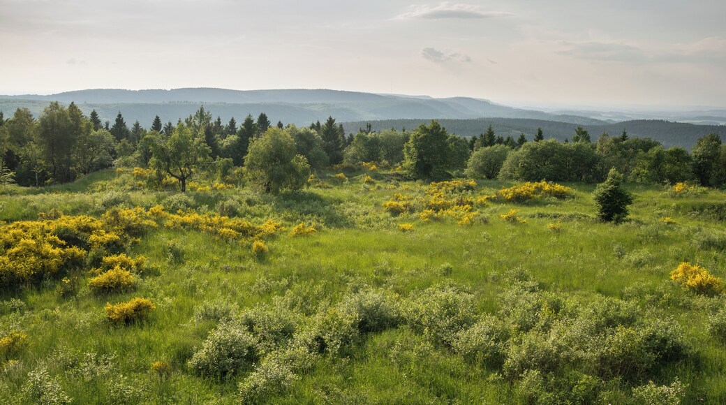 Aussicht vom Eggeturm auf der Preußischen Velmerstot Richtung Westen
