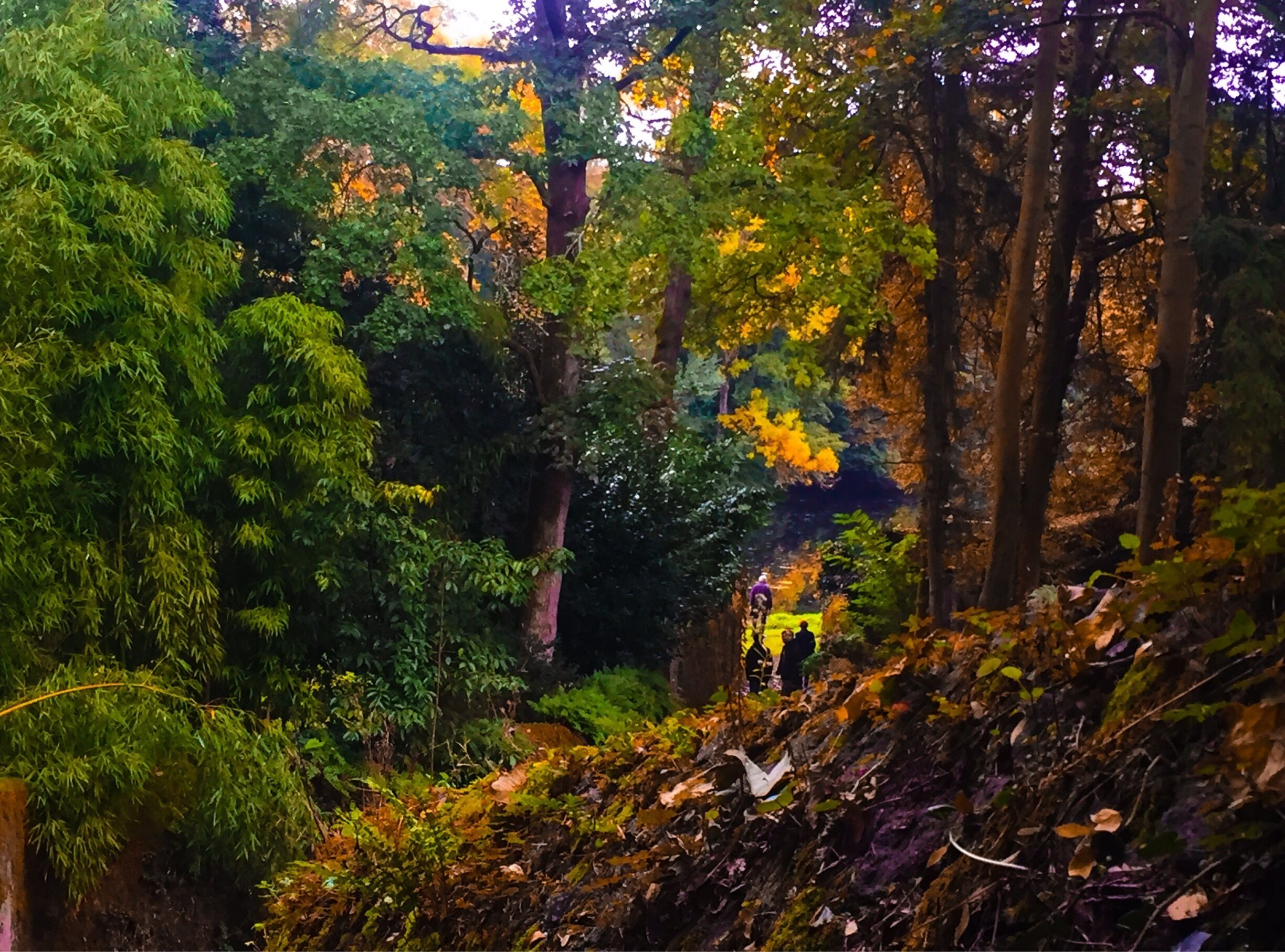 Do you know about Clisson ans his castle? Clisson is a beautiful medevial village, rich for his history, one the St Jacques de Compostel route, historical capitale of wine of Loire-Atlantique. Here is one of the stairways which offers possibility for walkers to hick down to the Sèvres. During Falls, this place is as peaceful as mysterious. Castle is also gorgeous and I propose to you to visit Maison du Jardinier and his park for the incredible view of the valley and Temple de l’Amitié, a Romane temple also with an incredible view! 