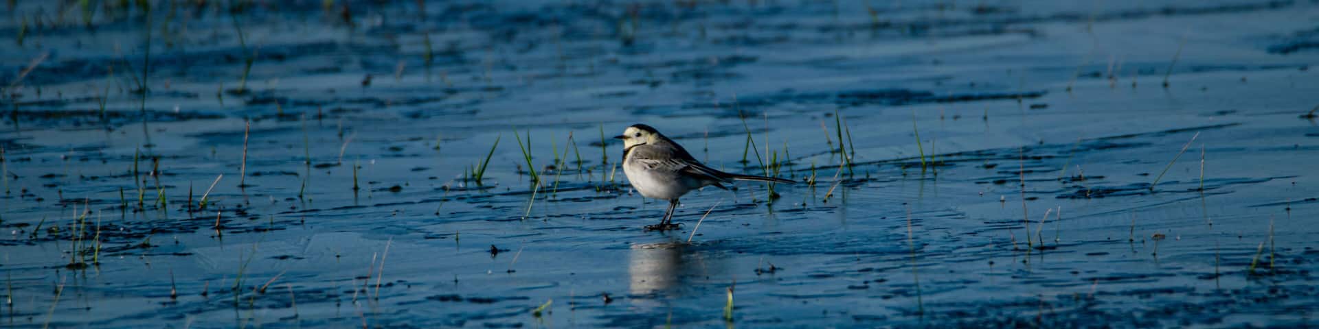 A bird standing in shallow water with grass around.
