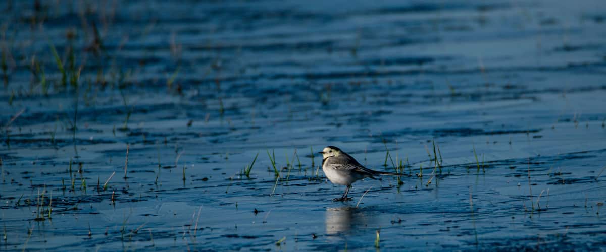A bird standing in shallow water with grass around.