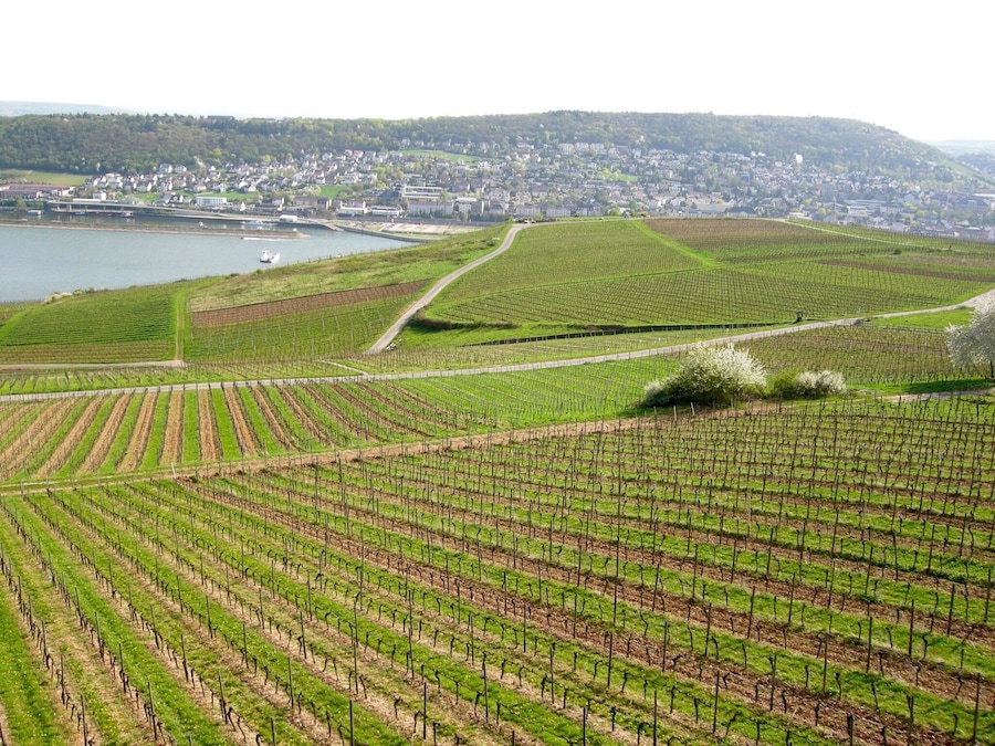 This was my from my first river cruise on the Rhone River It was amazing to see the miles and miles of vineyards along the river!