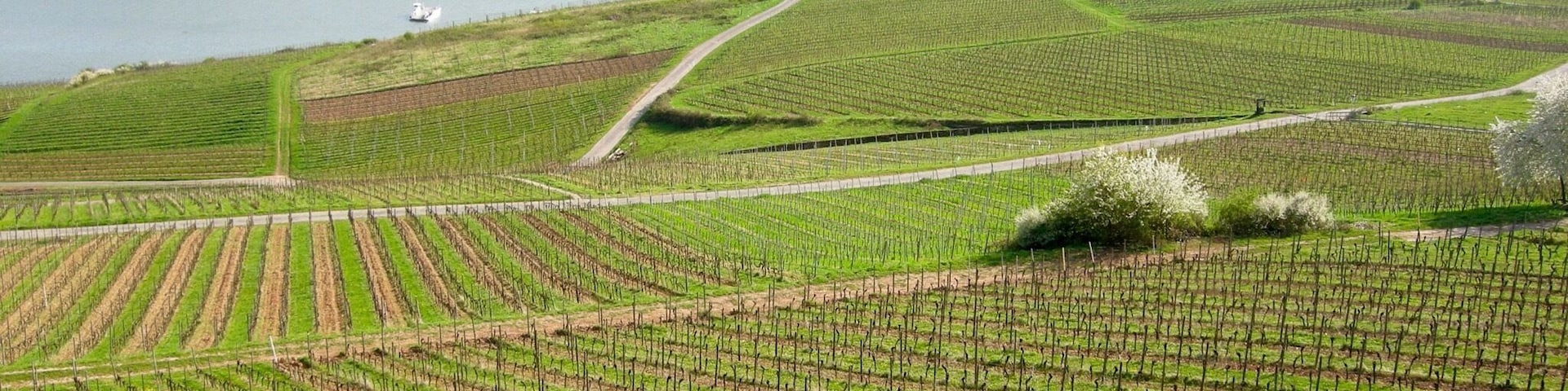 This was my from my first river cruise on the Rhone River It was amazing to see the miles and miles of vineyards along the river!