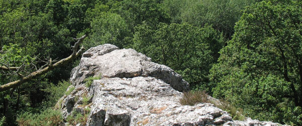 A rocky outcrop surrounded by dense forest.