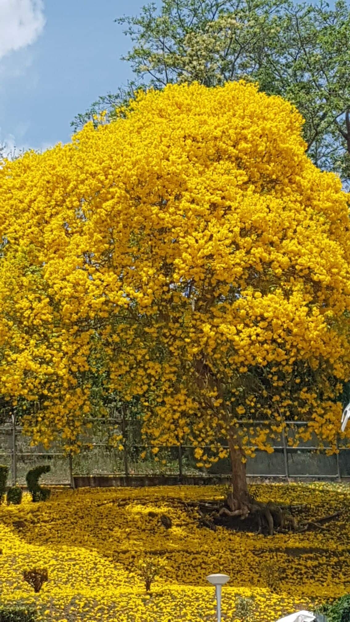 Poui tree in Bacolet near Ocean View Studio