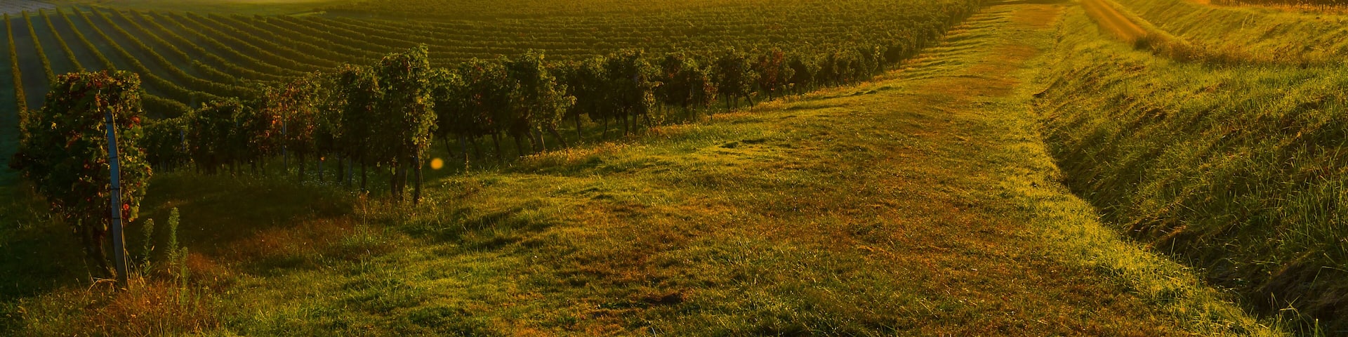 Vineyard Sunrise
