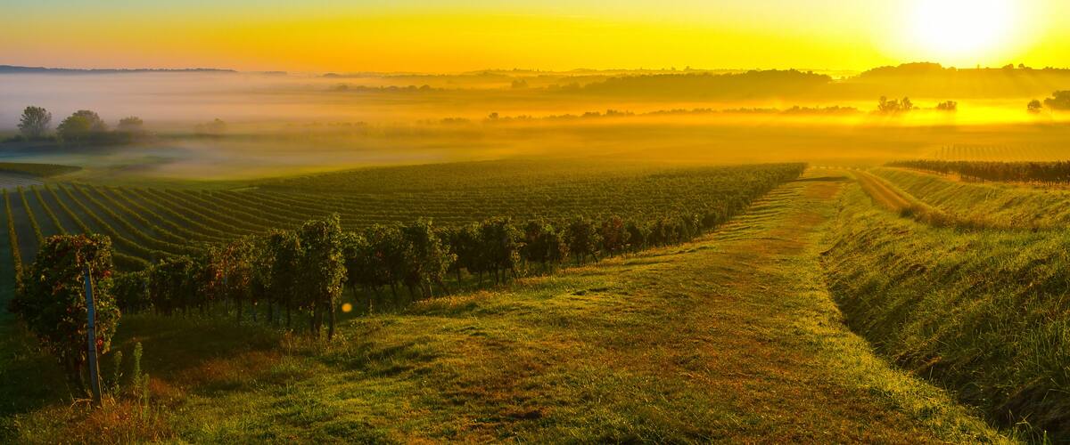 A vineyard with rows of grapevines and a misty landscape at sunrise.