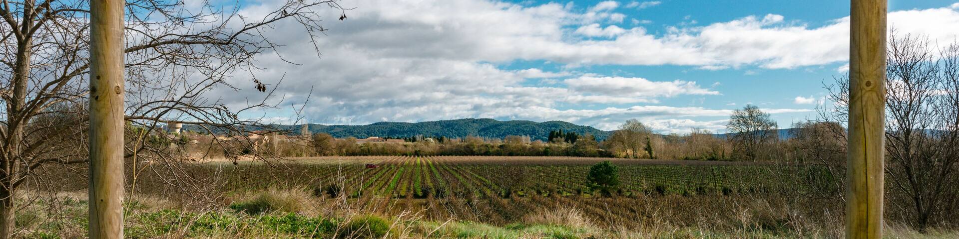 Lezignan-Corbieres forest in the South of France