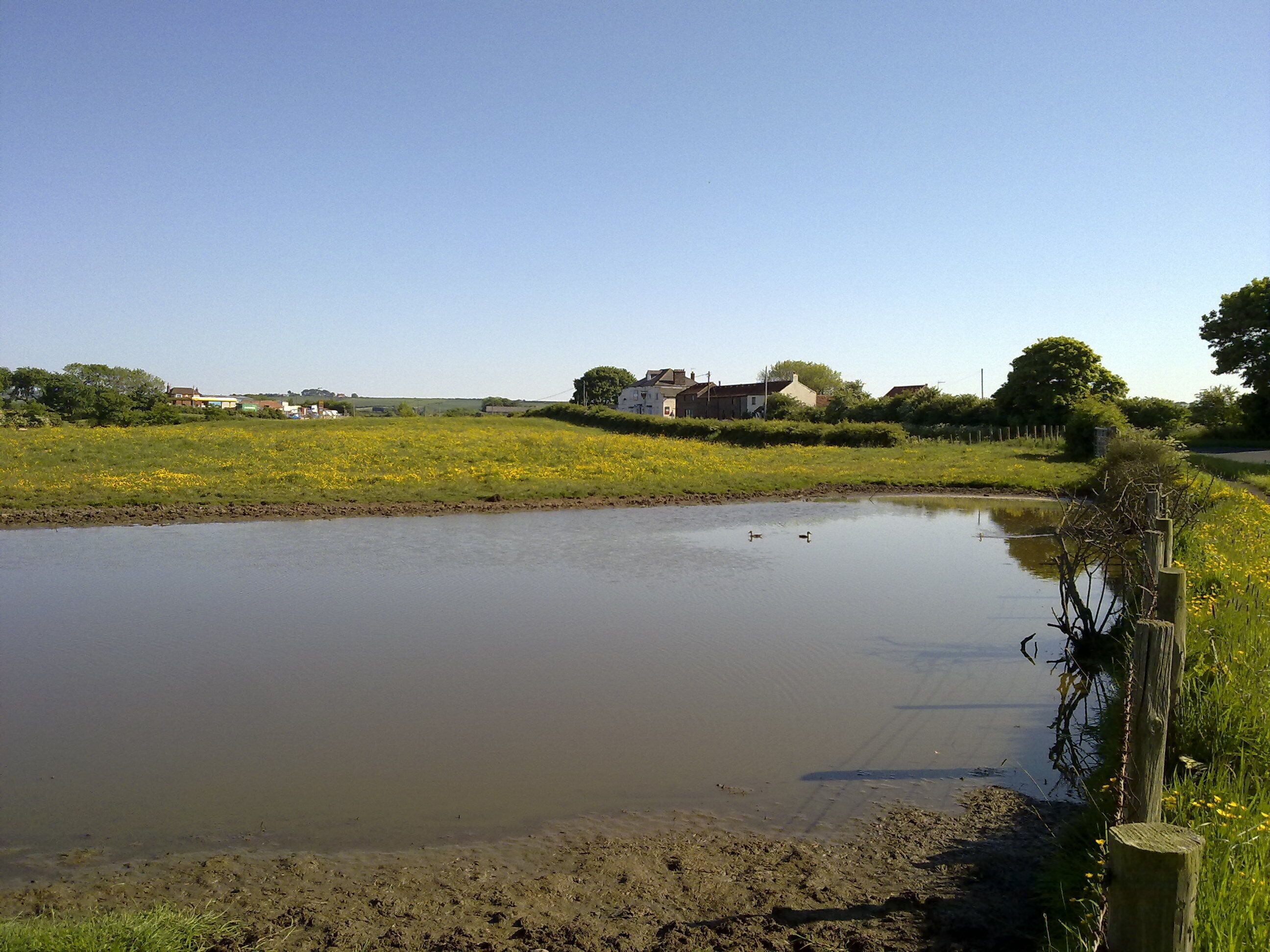 A calm pond with ducks, surrounded by a grassy field and houses in the background.
