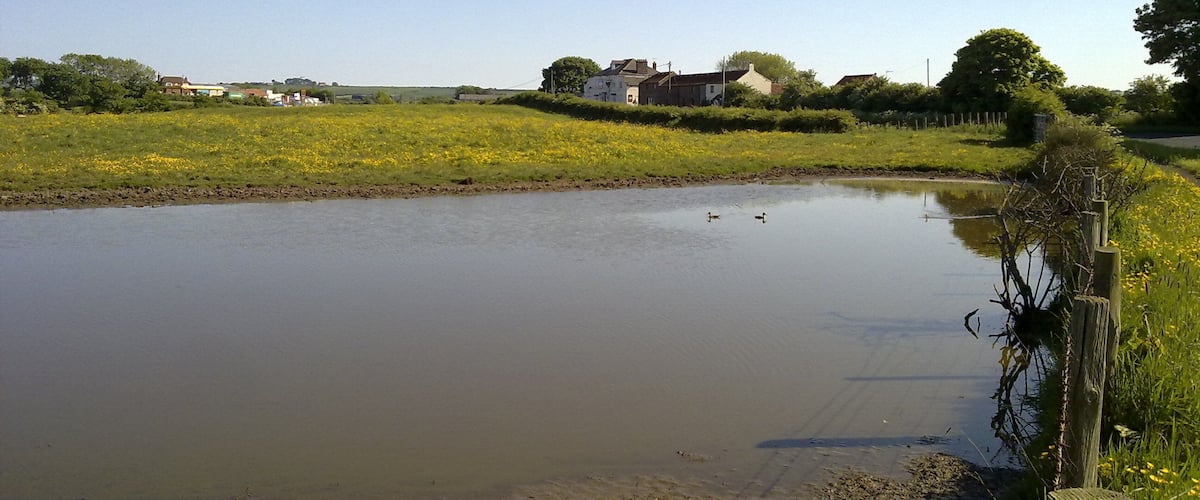 A calm pond with ducks, surrounded by a grassy field and houses in the background.