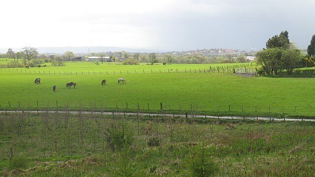 Pasture, Anniesland Improved grazing on lower ground. The rougher grassland on the hills has now been wooded.