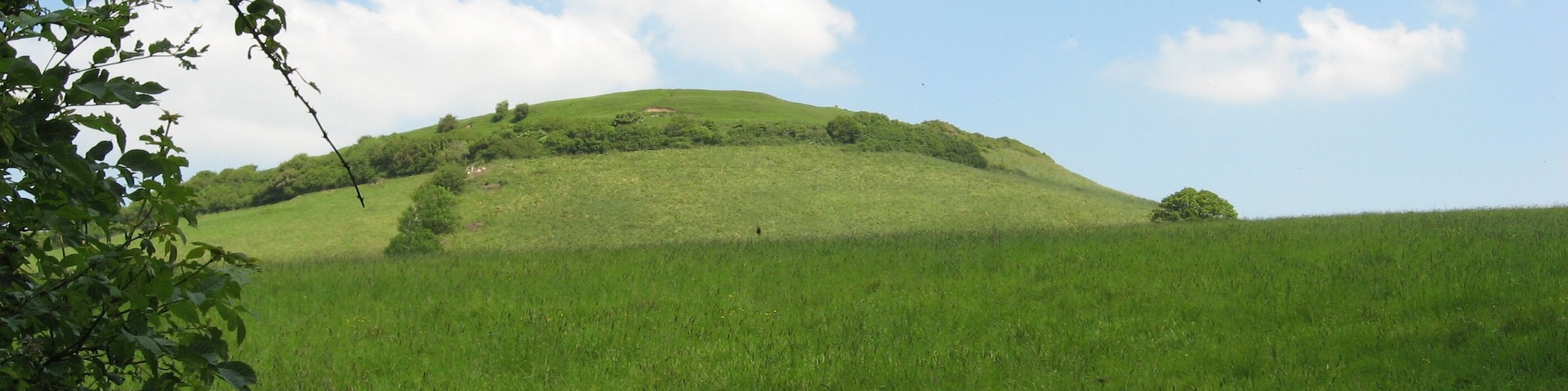 Brent Knoll.