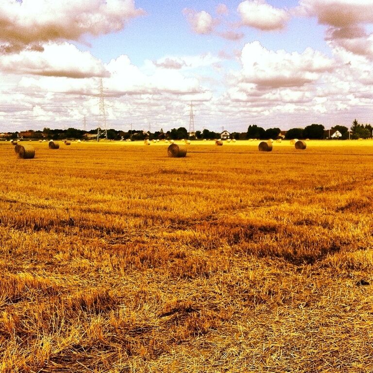#grain #field #sky