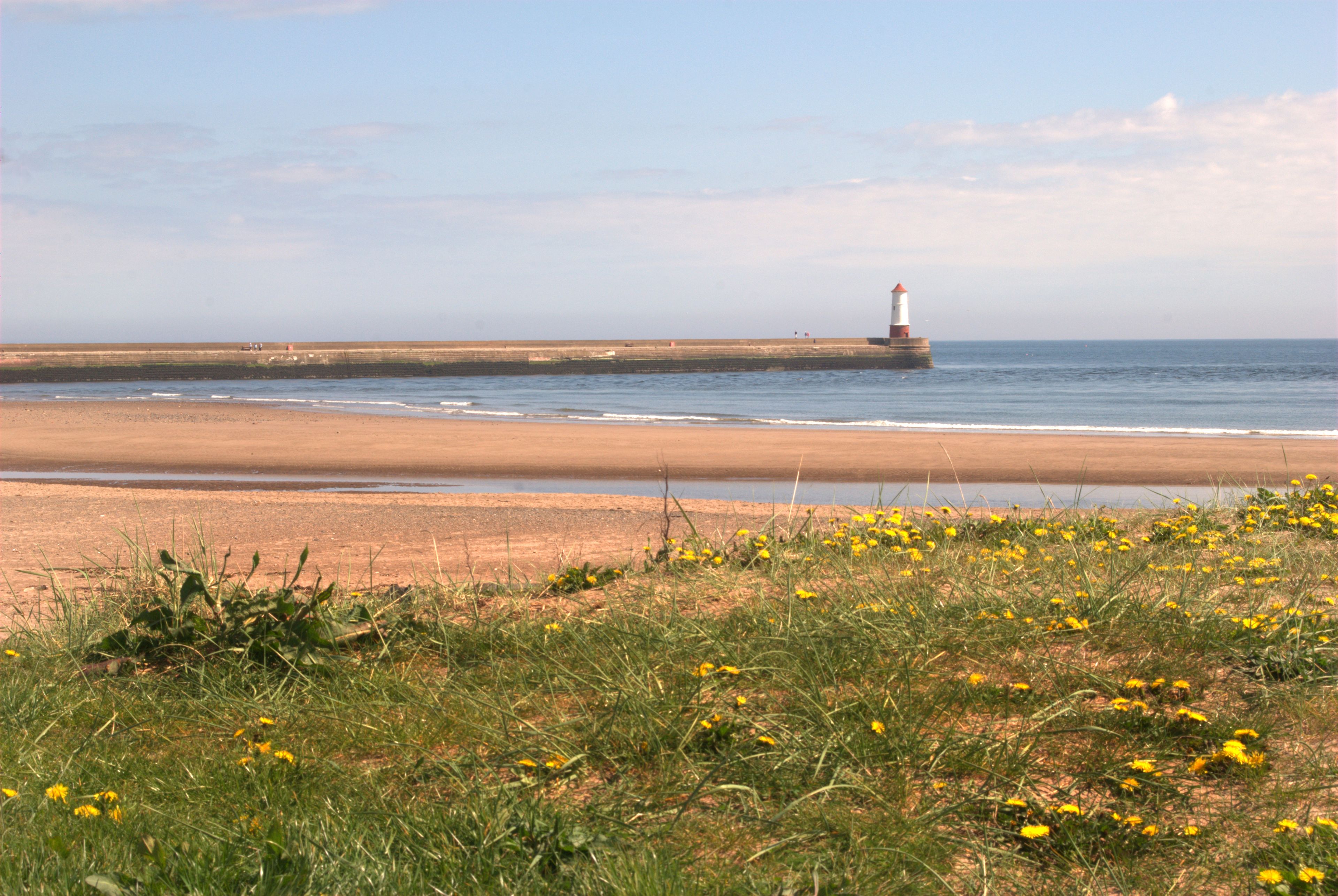 Un paysage côtier avec une plage de sable, un premier plan herbeux parsemé de fleurs jaunes et un phare à l’horizon.