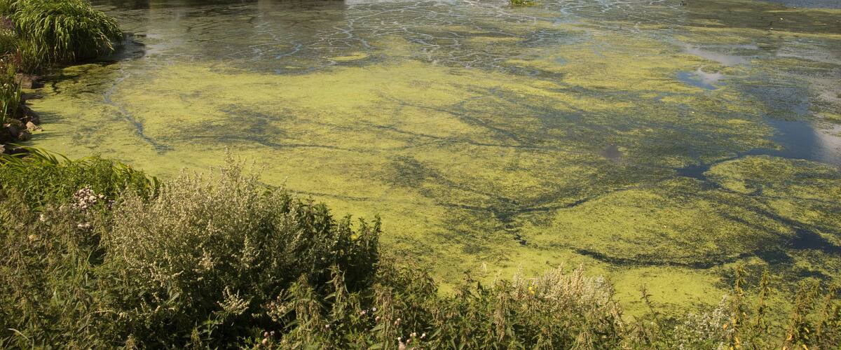 A river with green algae, surrounded by trees and vegetation.