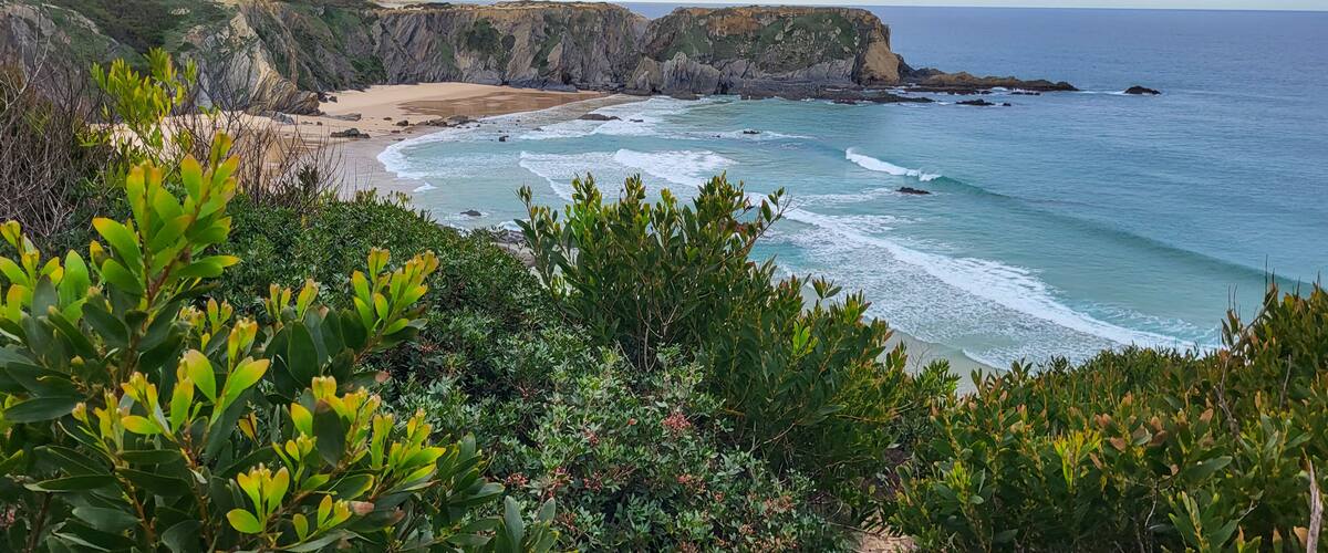 Zambujeira do Mar over the sea shore with ocean waves, cliffs and sand dunes covered by green vegetation red leaves of sour fig, sunny day, clear blue sky. Rota Vicentina coast, Portugal.