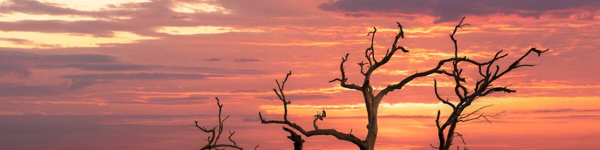A sunset over a beach with a prominent dead tree in the foreground.