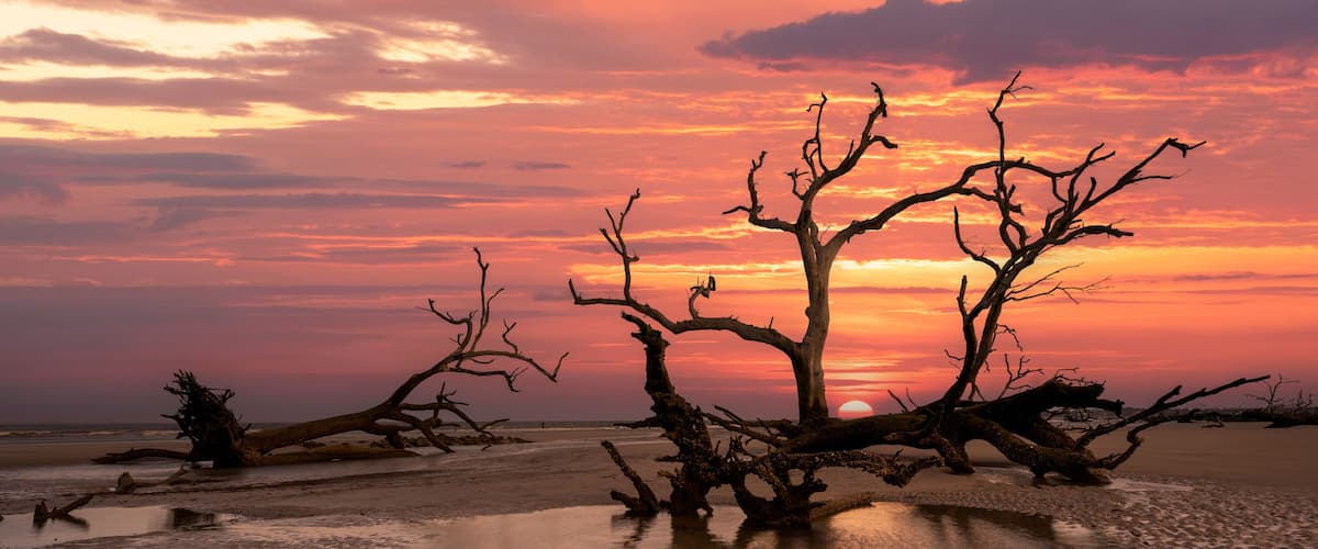 Un atardecer sobre una playa con un árbol seco y llamativo en primer plano.