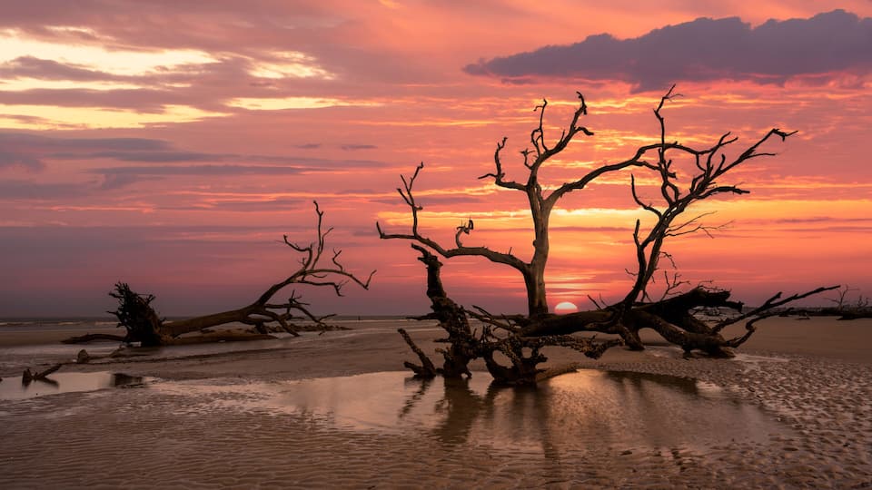 A sunset over a beach with a prominent dead tree in the foreground.