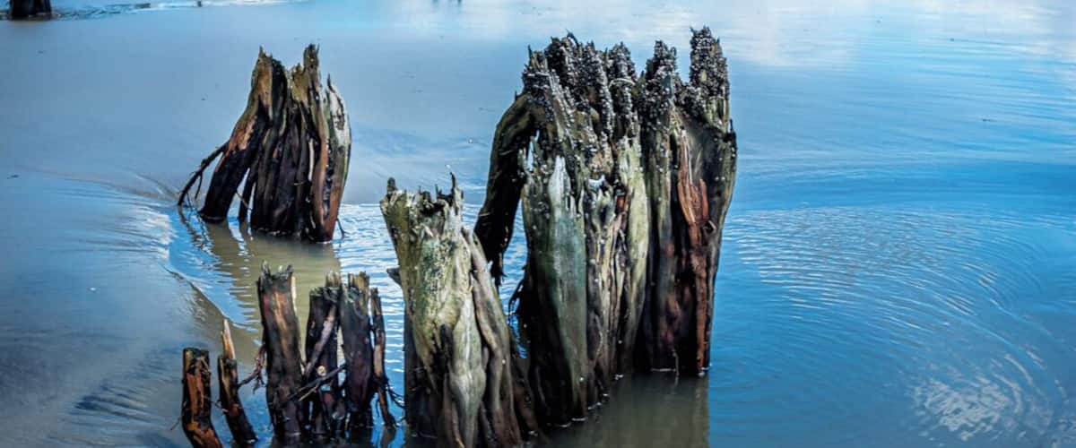 During low tide these trunks get exposed and you can really see where the forest line used to be.