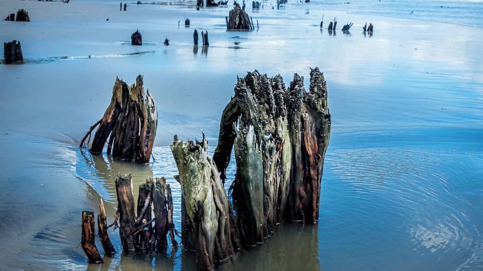 A beach with driftwood formations and a clear sky.