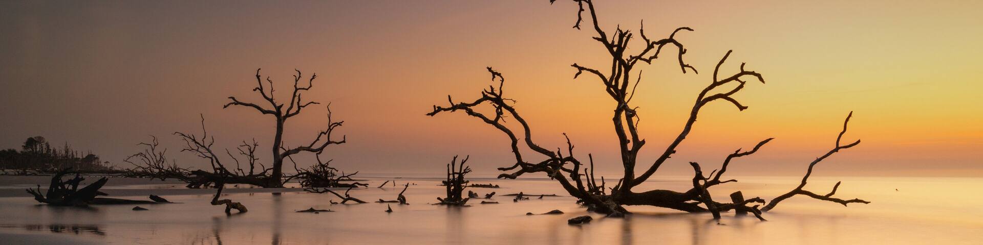 A serene beach with dead trees silhouetted against a sunset sky.