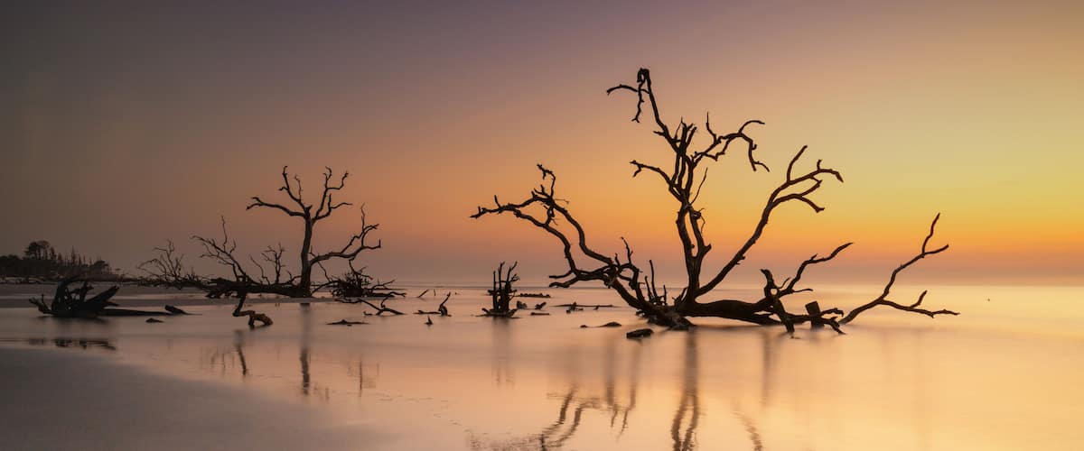 A serene beach with dead trees silhouetted against a sunset sky.