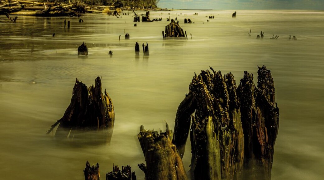 it is strange to see, but parts of the island are being eroded away. When I was a kid we used to come here and see this, but then these were trees in the water. Now, they are just trunks and the beach is being eroded further back.