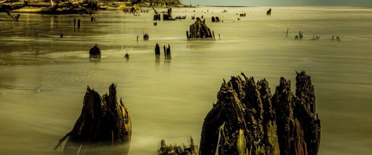it is strange to see, but parts of the island are being eroded away. When I was a kid we used to come here and see this, but then these were trees in the water. Now, they are just trunks and the beach is being eroded further back.